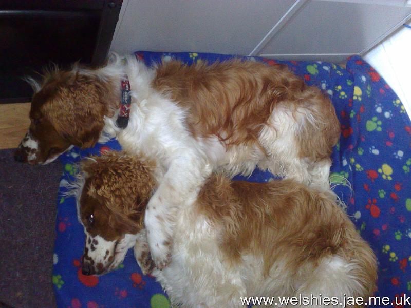 2010-11-17 01.jpg - Hal hugging Zen after he hurt his bad leg